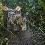 Muddy trail near Mera, PAstaza proovince, at about 1300m. This spot is 20m away from where I got the <i> Morpho theseus </i>.